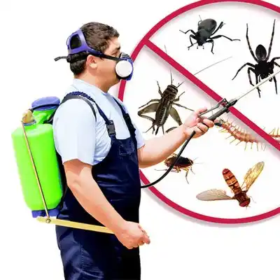 pest control Morton